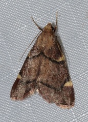 Hypsopygia thymetusalis