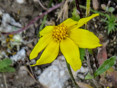 Arnica longifolia