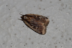 Eueretagrotis sigmoides