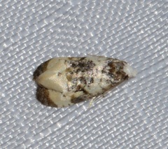 Phalonidia memoranda