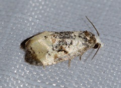 Phalonidia memoranda