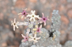 Junellia morenonis