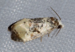 Phalonidia memoranda