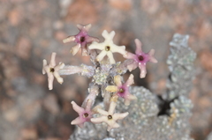 Junellia morenonis