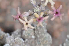 Junellia morenonis