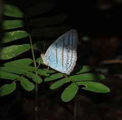 Caeruleuptychia urania