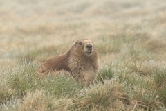 Marmota olympus