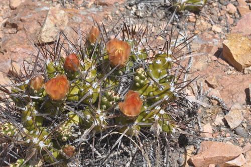 Maihueniopsis hickenii