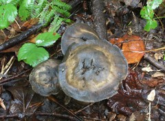 Sarcodon atroviridis