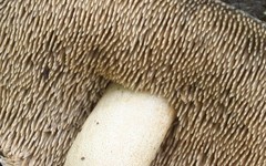 Sarcodon atroviridis