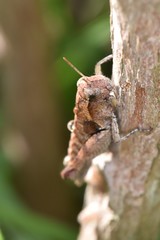 Pezotettix giornae