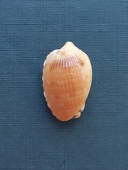 Cypraecassis testiculus