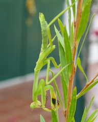 Stagmatoptera cerdai
