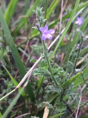 Verbena plicata