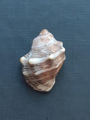 Stramonita rustica