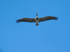 Pelecanus occidentalis