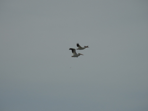 American White Pelican photographed in Nevada
