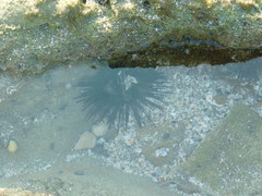 Echinometra vanbrunti