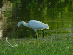 Egretta thula