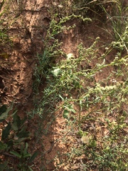 Chenopodium cycloides