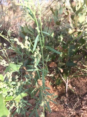 Chenopodium cycloides