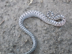 Senticolis triaspis intermedia