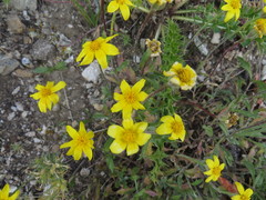 Arnica longifolia