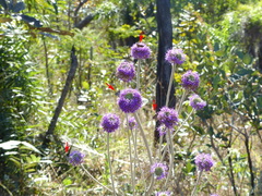 Chresta sphaerocephala