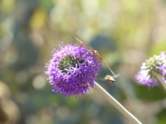 Chresta sphaerocephala