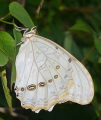 Morpho polyphemus polyphemus