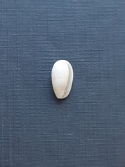 Gastropoda