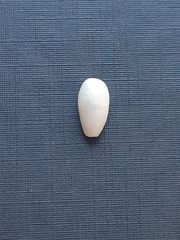 Gastropoda