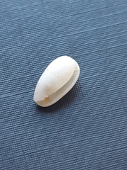 Gastropoda
