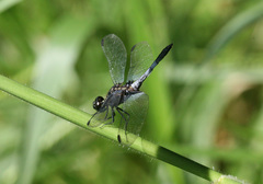 Erythrodiplax avittata