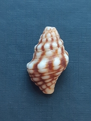 Leucozonia ocellata
