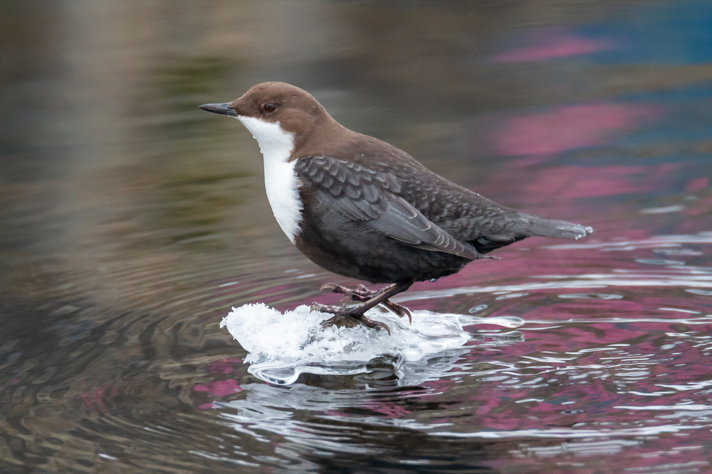 White-Throated Dipper