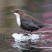 White-throated Dipper - Photo (c) Dina Nesterkova, some rights reserved (CC BY-NC)
