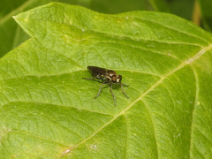 Atoniomyia