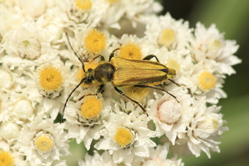 Yellow Velvet Beetle