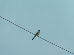 Tyrannus niveigularis