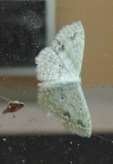 Scopula compensata