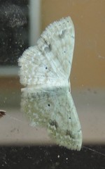 Scopula compensata