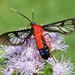 Scarlet-bodied Wasp Moth - Photo (c) Richard Barnes, some rights reserved (CC BY-NC), uploaded by Richard Barnes