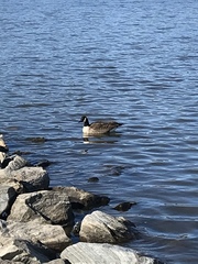 Branta canadensis