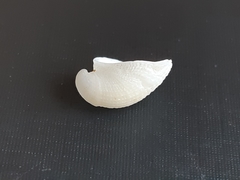 Mollusca