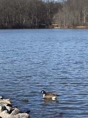 Branta canadensis