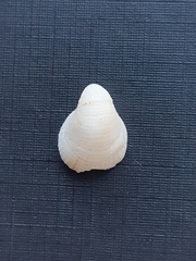 Mollusca