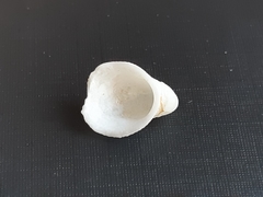 Mollusca