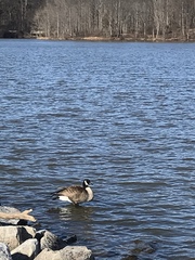 Branta canadensis