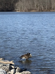 Branta canadensis